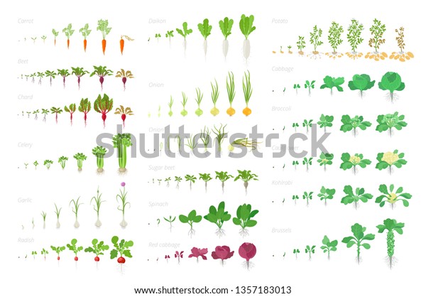 Vegetables agricultural plant, growth big set\
animation. Vector infographics showing the progression growing\
plants. Growth stages planting. Carrots celery garlic onions\
cabbage potatoes and\
many