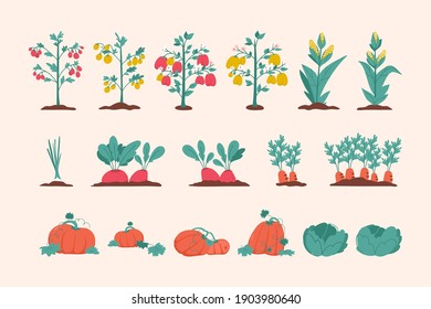 Vegetables agricultural plants set isolated on white background. Beds with tomatoes, peppers, corn, onions, beets, carrots, pumpkins and cabbage. Vector illustration of planting, gardening at farm