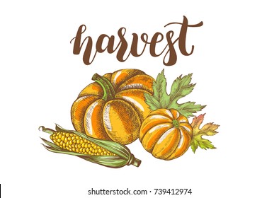 Vegetables autumn harvest Background. Composition with Ink hand drawn pumpkins, maple leaves, corn. Vector illustration with brush calligraphy style lettering.