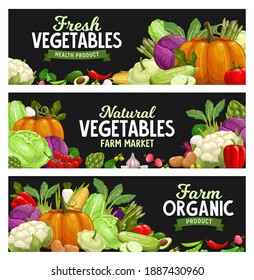 Vegetables banners, farm market food veggies, vector organic harvest. Natural healthy garlic, pepper and pumpkin, cauliflower and vegetarian artichoke, potato and pepper, broccoli cabbage and zucchini