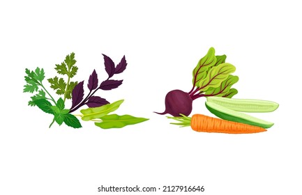Gemüse mit Rüben und Gurken und Potherb oder Grünpflanzen mit Petersiy und Basil-Vektorset
