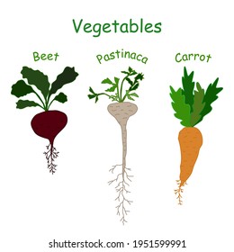 Vegetables beets, carrots, pastinaca. Natural fresh organic food, vegan and vegetarian products.