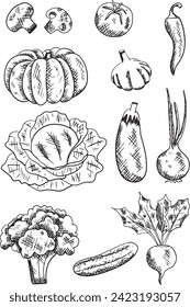 Gemüse schwarze Tinte graue Vektorgrafik Sammlung. Handgezeichnete Illustration für Design