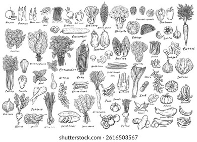 Vegetables bundle and set. All types. Hand drawn vector isolated sketch.