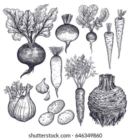 Vegetables celery, potatoes, fennel, turnip, parsnip, carrot, radish, beet, garlic. Hand drawing.  Vector art illustration. Black and white. Isolated roots. Vintage engraving. Kitchen design.