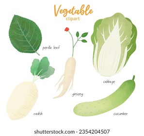 Vegetables Clip Art Illustrations. (perilla leaf, ginseng, radish, cabbage, cucumber)