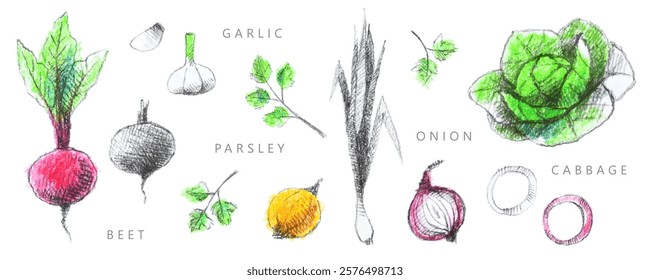 Vegetables collection: beet, garlic, onion, parsley, cabbage. Hand-drawn set, graphics. Pencil drawing with colorful pastel elements. Vintage.