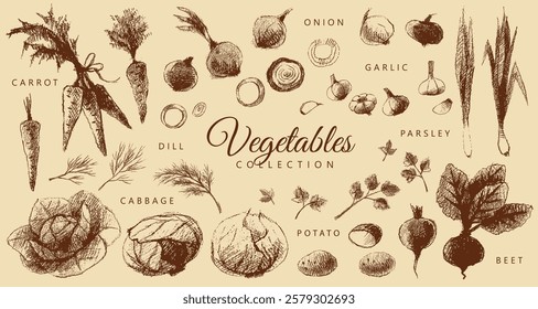 Coleção de legumes: cenoura, beterraba, alho, cebola, salsa, repolho, endro, batata. Gráficos castanho e bege vintage, desenhados à mão, vetor. Design antigo.