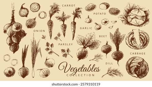 Coleção de legumes: cenoura, beterraba, alho, cebola, salsa, repolho, endro, batata. Gráficos castanho e bege vintage, desenhados à mão, vetor. Design antigo.