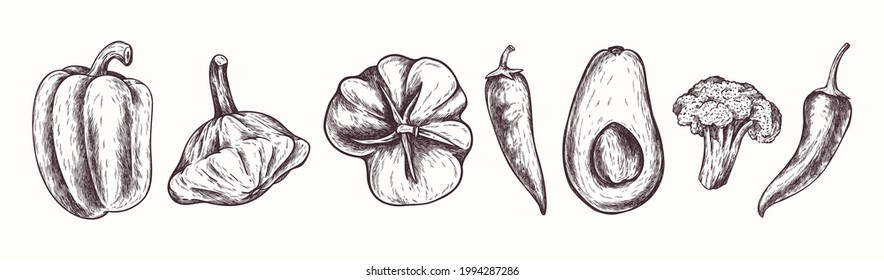 Vegetables collection in engraving style. Vector Hand Drawn. Sketch Botanical Illustration. Eco healthy food. Superfood. Line art bell pepper, squash, tomato, chili, avocado, broccoli