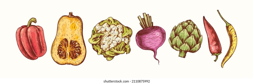 Vegetables collection in engraving style. Vector Hand Drawn. Sketch Botanical Illustration. Eco healthy food. Superfood. Line art pepper, pumpkin, cauliflower, beetroot, artichoke, chili pepper