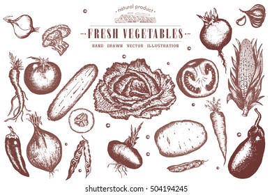 Vegetables collection, hand drawn vintage retro sketch farmers vegetables 