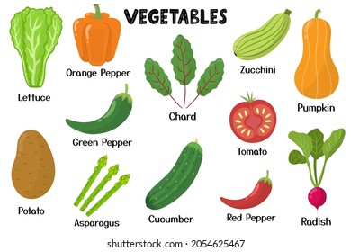 Vegetables Collection. Healthy Food Isolated Elements In Cartoon Style. Great For Recipes, Cookbook And Vegan Prints. Lettuce, Chard, Zucchini, Pumpkin And Other. Vector Illustration