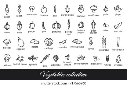 Vegetables collection. Healthy vegetarian food icons set. Isolated vector illustration