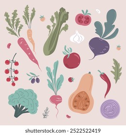 Colección de verduras. Calabaza, Tomate, Brócoli, Zanahoria, Cebolla, Rábanos, Remolacha, Pimienta, Ajo, Aceitunas, Arúgula, Apio, Frijoles, Hierbas. Alimentos orgánicos. Ilustración vectorial de la granja en estilo plano