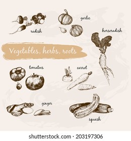 Vegetables collection. Set of hand drawn graphic sketch botanical illustrations 