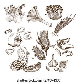 Vegetables collection. Set of hand drawn graphic illustrations with sketch corn, pepper, garlic, fennel and other vegetables