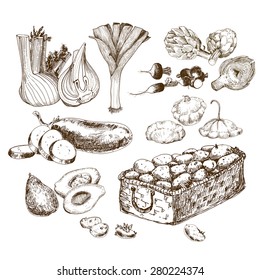 Vegetables collection. Set of hand drawn graphic illustrations with potatoes, onion, avocado, radish adn other sketch vegetables