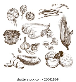 Vegetables collection. Set of hand drawn graphic sketch illustrations with garlic, corn, chili and other vegetables