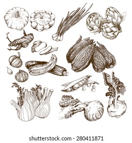 Vegetables collection. Set of hand drawn graphic illustrations with corn, onion, garlic and other herbs and vegetables