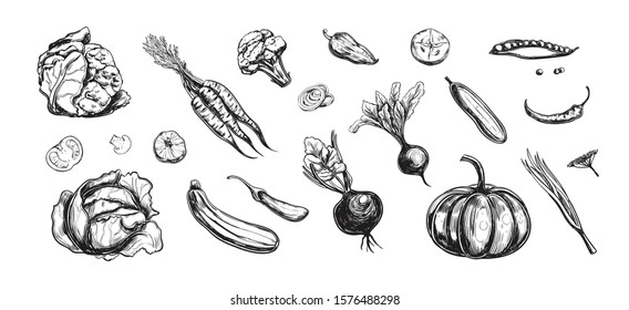 Vegetables collection. Vector hand drawn illustration. Isolated objects on white. Sketch style