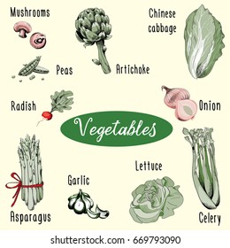 Vegetables collection. Vector illustration on light yellow background