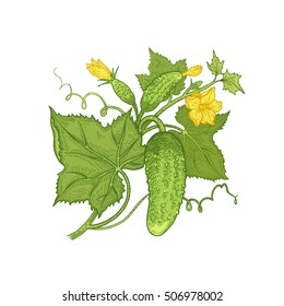 Vegetables. Cucumber. Vector illustration. Hand drawing color isolated on white background.