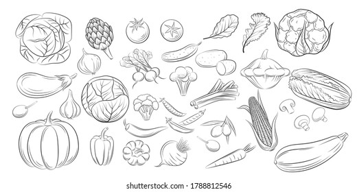 Vegetables doodle drawing collection. Engraved style collection farm product restaurant menu, market label. Vintage sketch style icons set vegetables in black isolated over white background.  