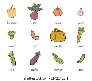 Vegetables doodle drawing collection. Vegetable such as tomato, pumpkin, carrot, corn, cucumber, broccoli, pepper, etc. Hand drawn vector doodle colorful illustrations isolated on white background