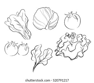 vegetables drawing vector illustration