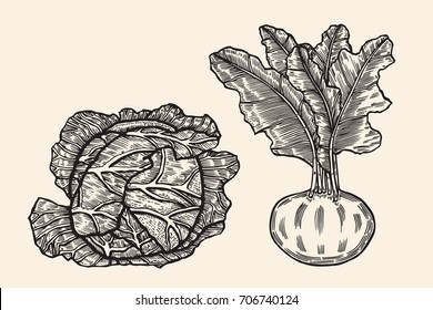 Vegetables drawn in ink on a beige background. Vector sketch food. cabbage and beets.