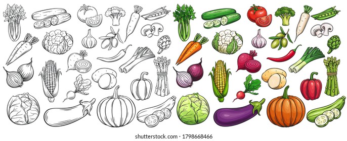 Vegetables drawn vector icons set. Illustration of colored and monochrome vegetables for design farm product, market label vegetarian shop.