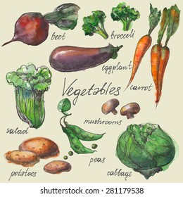 The vegetables drawn with a water color: cabbage, eggplant, broccoli, salad, carrots, peas, potatoes.Vector illustration.