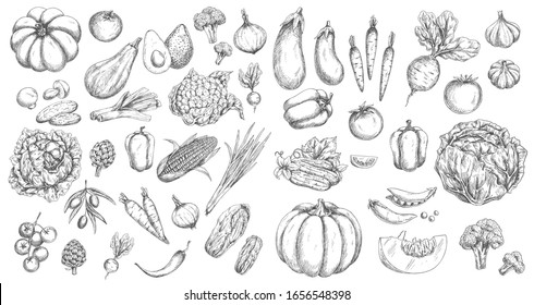 Vegetables, farm food vector isolated sketches. Tomato and pepper, carrot and cabbage, onion, garlic, chilli and broccoli, cucumber, pea and pumpkin, mushroom and radish, eggplant, olives and avocado