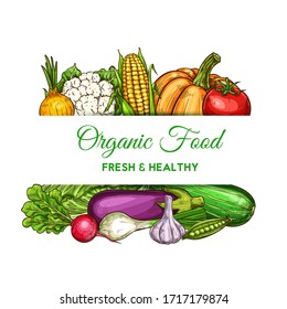 Vegetables and farm veggies, natural food and grocery store vector poster. Vegetarian corn, cauliflower and napa cabbage, zucchini squash, garlic and onion, pumpkin, eggplant and radish