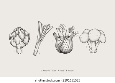 Vegetables Fennel, Leek, Broccoli, Artichoke. Vector Drawing, Illustration, Sketch. Natural Spicy Herb. Vintage Graphic Drawing.