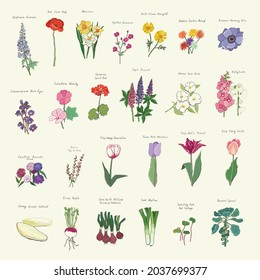 Vegetables, flowers, tulips vector illustrations set