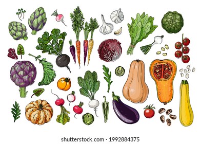 Vector alimentario de verduras. Esbozo de color de los productos. Decoración para cocina y restaurante. Verduras y hierbas aromáticas. 