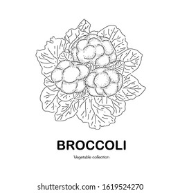 Vegetables freehand drawing-vector illustration. Doodle style.