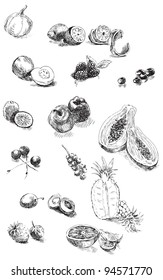 vegetables and fruits from around the world as a vector image, technical drawing with black marker on white background