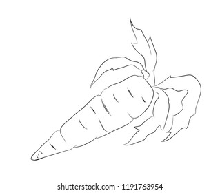 vegetables and fruits drawing lines, vector, white background