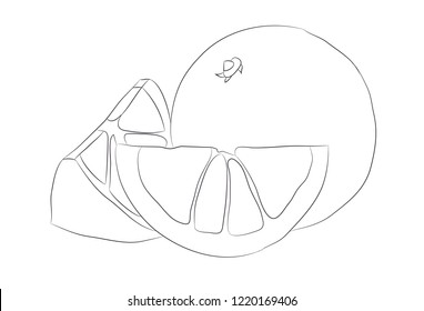 vegetables and fruits drawing lines, vector, white background
