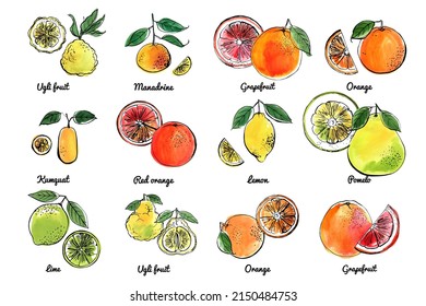 Vegetables fruits food icons set. Vector sketch in ink and watercolor. Citrus, orange, lemon, grapefruit