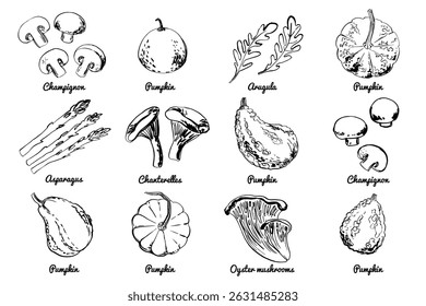 Vegetables fruits food icons set. Sketch of food vegetables by line and watercolor. Mushrooms, champignons, pumpkin, asparagus