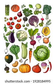 Vegetables and fruits food vector poster. Color sketch of products. Decor for kitchen and restaurant. Farm vegetables and herbs. Pumpkin, tomato, beet, cabbage