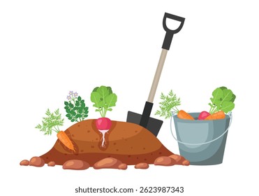 Vegetables in the garden bed, shovel and bucket. Vector illustration.