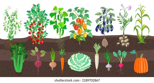 Vegetables in the garden. Peas, tomatoes, peppers, cucumbers, corn cobs, pumpkins, radishes, garlic, onions, cabbage, eggplants, potatoes, carrots, turnip.