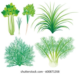 Vegetables with green leaves illustration