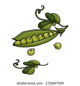 verduras, arvejas verdes, ilustración vectorial, bocetos, garrapatas, verde