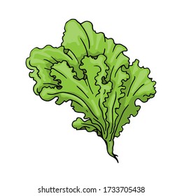 vegetables, green salad, vector illustration, sketching, doodle